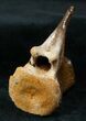 Superbly Preserved Hadrosaur Vertebra - Montana #13567-2